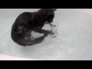 Кто говорит что кошки боятся воды?